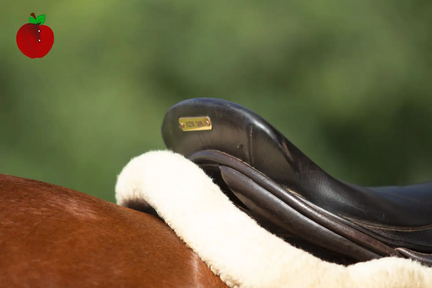SaddleCantle-BH18_1177 saddle