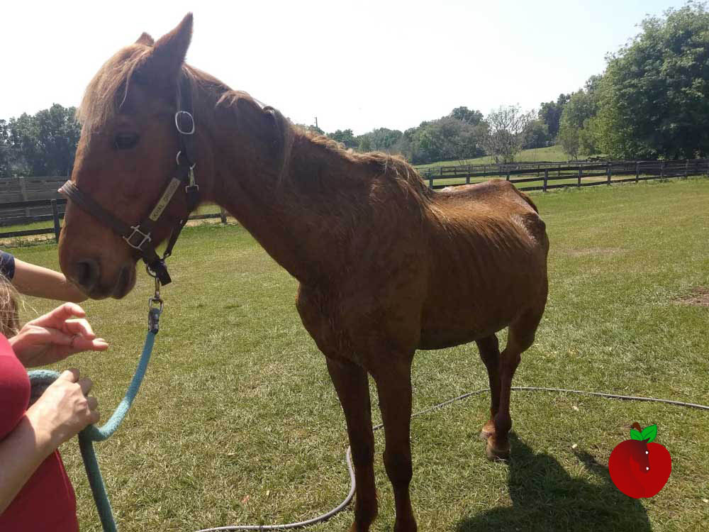 Electric Blue BEFORE