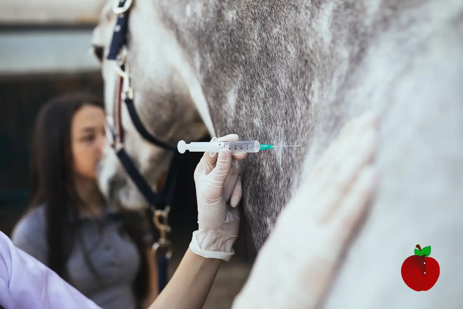 veterinarian giving injection to horse